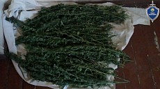 Около килограмма марихуаны нашли под Ташкентом