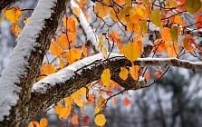 Сешанба куни бутун Ўзбекистон ҳудудида қор ёғиши прогноз қилинмоқда  