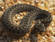 В одном из частных домов Бухары обезвредили змею