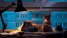 Шанба куни бутун Ўзбекистонда ёмғир ёғиши ва туман тушиши кузатилади