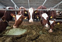 В каждом районе Узбекистана создадут не менее двух откормочных предприятий