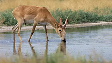 В Узбекистане сайгаки попали в объектив фотоловушки