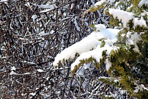 МИД предупредил узбекистанцев о рисках при въезде в Казахстан