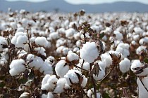 Китай поставил Узбекистану водосберегающие технологии для выращивания хлопка