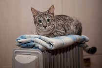 Тошкентда иситиш мавсуми бошланади