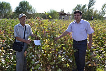 В Узбекистане вывели новый сорт хлопчатника