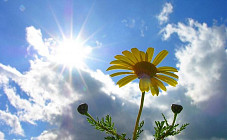 Температурный фон на всей территории Узбекистана снова повышается