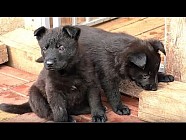 Ўзбек қутқарувчилари машинанинг мотор қисмидан кучук боласини чиқариб қолдилар