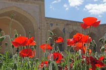 Чоршанба куни Ўзбекистоннинг барча ҳудудларида ҳаво ҳарорати 20 градусгача кўтарилади