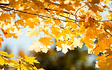 На большей территории Узбекистана во вторник синоптики прогнозируют погоду без осадков