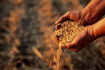 Ўзбекистон Афғонистонга уч минг тоннадан зиёд инсонпарварлик ёрдами йўллади