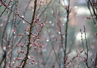 Лишь в Самаркандской и Джизакской областях во вторник ожидаются кратковременные дожди