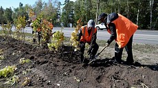 В Ташкенте начались работы по озеленению