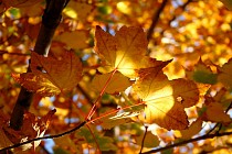 Шанба куни бутун Ўзбекистон ҳудудида ўртача ҳаво ҳарорати пасаяди  