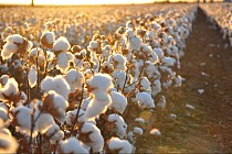 ТСВда ўзбек пахтасининг АҚШнинг товарлар қора рўйхатидан чиқарилишини баҳолашди  