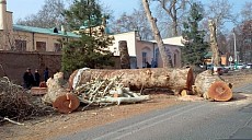 Ўзбекистонда дарахтларни кесиш учун мораторий қандай ишлашини тушунтириб берди