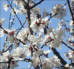 С понедельника на всей территории Узбекистана началась настоящая весна