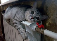 Чоршанба куни Ўзбекистонда ҳаво ҳарорати кескин тушади