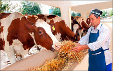 В Узбекистане на три года отсрочили задолженность фермерских хозяйств