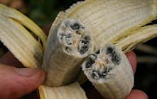 Рост мировых цен на бананы почти на 10% ожидается из-за новой болезни к 2028 году