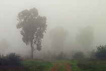 Пайшанба куни бутун Ўзбекистон ҳудудида ёмғир ва ҳўл қор ёғиши кутилмоқда