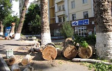 Тошкент маъмурияти шаҳар аҳолиси дарахтларнинг ноқонуний кесилишига қандай муносабатда бўлиш зарурлигиги билдирди