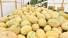 Кашкадарьинская область экспортировала 149 тонн дыни