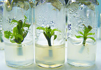 USAID Ўзбекистонга модификациялашган ўсимликлар етиштириш бўйича мамлакатдаги илк лабораторияни топширди