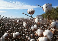 В Сырдарьинской области создается новая система организации сбора хлопка