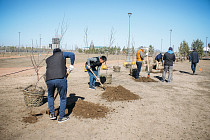 52 дерева высадили в Астане в память о погибших узбекистанцах в Актюбинской области