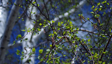 Почти на всей территории Узбекистана в субботу установится погода без осадков