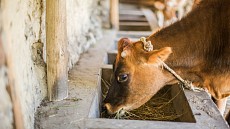 ОТБ Ўзбекистонда чорвачилик ва ветеринария соҳасини ривожлантириш учун $150 млн ажратади