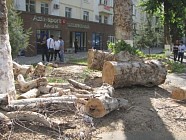 Тошкент вилоятида қарийб 200 дарахт ноқонуний кесиб ташланди  