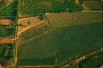 Ўзбекистонда қишлоқ хўжалигида долзарб ойлик эълон қилинди