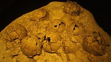 На Юге Китая обнаружили 11 окаменелых яиц динозавров возрастом 66 млн лет