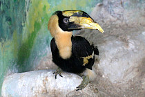 Ташкентский зоопарк пополнился экзотическими птицами-носорогами