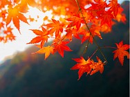 В субботу во всем Узбекистане сохранится погода без осадков