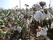 АҚШ 9 йил ўтиб ўзбек пахтасини сотиб олиш тақиқини бекор қилди