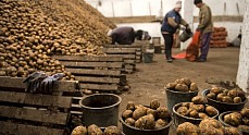 Узбекистан начал покупать кыргызский картофель – минсельхоз