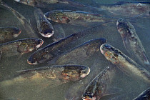 На реке Ангрен незаконно выловили 6942 рыбы – Генпрокуратура