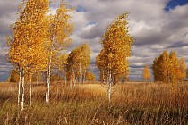 Жума куни Ўзбекистоннинг бир неча вилоятларида туман ва ёғингарчилик бўлиши кутилмоқда 