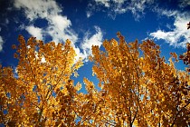 Шанба куни бутун Ўзбекистон ҳудудида ёғингарчилик об-ҳаво сақланиб қолади