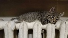 Шанба куни Ўзбекистоннинг бир қатор вилоятларида ёғингарчилик ва совуқ ҳаво ҳарорати сақланиб туради