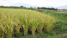 Ўзбекистонда гуруч етиштириш учун ажратилган майдонларни кескин қисқартириш бўйича чоралар кўрилади