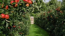 В Узбекистане проведут инвентаризацию имеющихся садов и виноградников в 55 районах