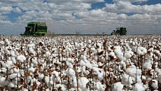 Корпорация Китая привлечет $300 млн в переработку хлопка в Таджикистане