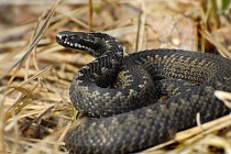 Бухородаги хусусий уйлардан бирида илон зарарсизлантирилди