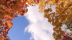 Чоршанба куни бутун Ўзбекистон ҳудудида булутли ва иссиқ об-ҳаво бўлади 