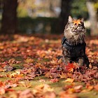 Пайшанба куни Ўзбекистоннинг ҳамма ҳудудларида ҳаво ўзгариб, булутли бўлиб туриши прогноз қилинмоқда