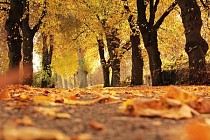 В понедельник на всей территории Узбекистана прогнозируется настоящая весна
